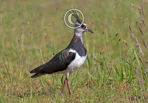 Lapwing DM1675